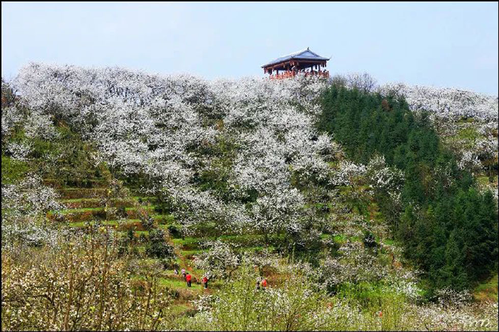 【春天，广西桂林灌阳县向您发出邀请！】我们在灌阳看梨花 - 游山玩水 - 伊犁生活社区 - 伊犁28生活网 yili.28life.net