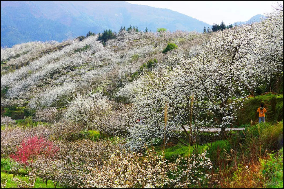 【春天，广西桂林灌阳县向您发出邀请！】我们在灌阳看梨花 - 游山玩水 - 伊犁生活社区 - 伊犁28生活网 yili.28life.net