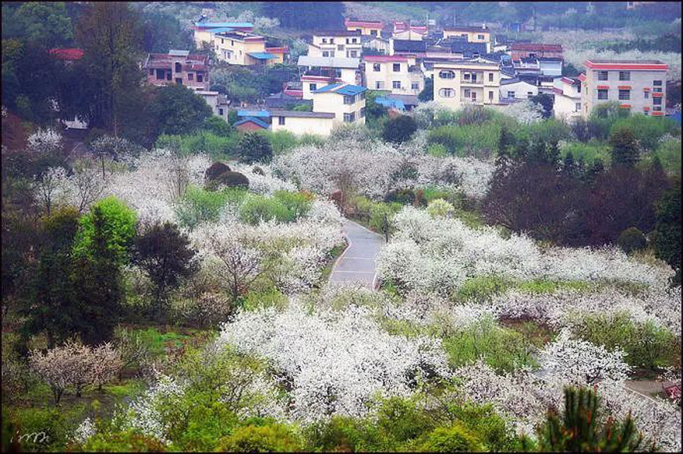 【春天，广西桂林灌阳县向您发出邀请！】我们在灌阳看梨花 - 游山玩水 - 伊犁生活社区 - 伊犁28生活网 yili.28life.net