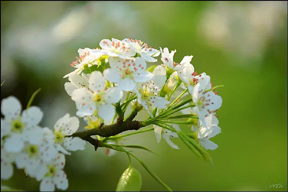 【春天，广西桂林灌阳县向您发出邀请！】我们在灌阳看梨花 - 游山玩水 - 伊犁生活社区 - 伊犁28生活网 yili.28life.net