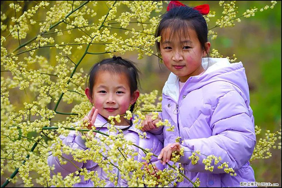 【春天，广西桂林灌阳县向您发出邀请！】米珠山前有片山苍子花在飘香 - 游山玩水 - 伊犁生活社区 - 伊犁28生活网 yili.28life.net