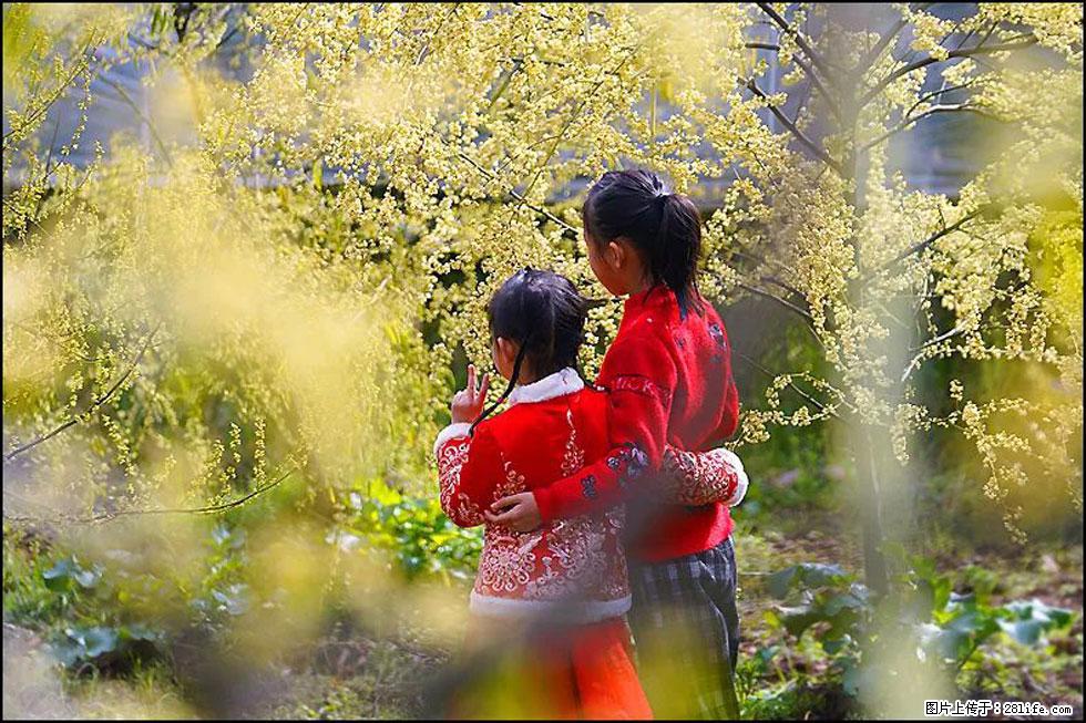 【春天，广西桂林灌阳县向您发出邀请！】米珠山前有片山苍子花在飘香 - 游山玩水 - 伊犁生活社区 - 伊犁28生活网 yili.28life.net