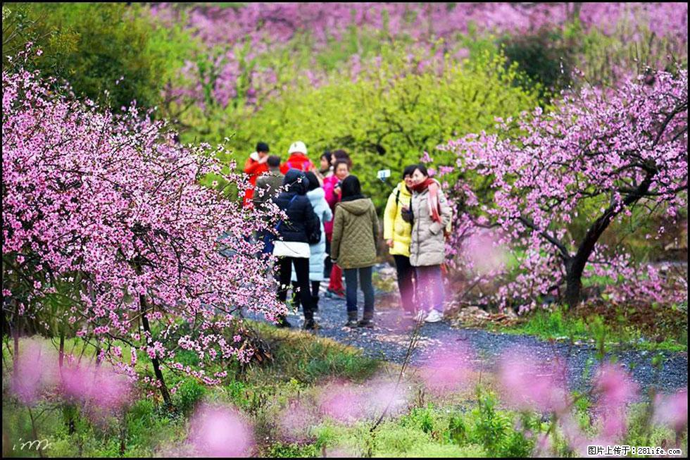 【春天，广西桂林灌阳县向您发出邀请！】官庄村有个醉美的桃花园 - 游山玩水 - 伊犁生活社区 - 伊犁28生活网 yili.28life.net