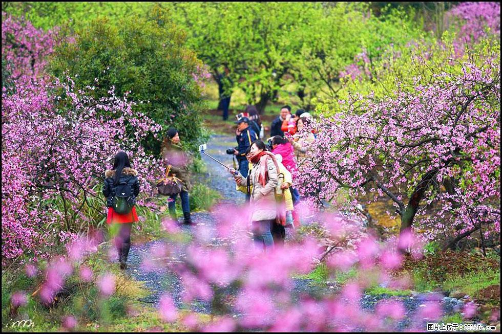 【春天，广西桂林灌阳县向您发出邀请！】官庄村有个醉美的桃花园 - 游山玩水 - 伊犁生活社区 - 伊犁28生活网 yili.28life.net