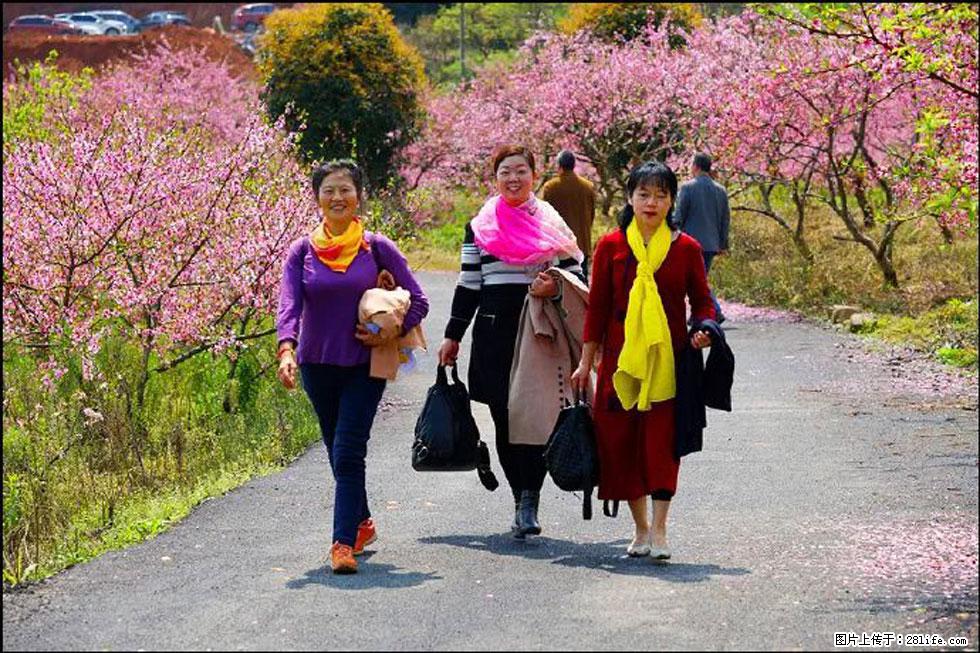 【春天，广西桂林灌阳县向您发出邀请！】官庄村有个醉美的桃花园 - 游山玩水 - 伊犁生活社区 - 伊犁28生活网 yili.28life.net