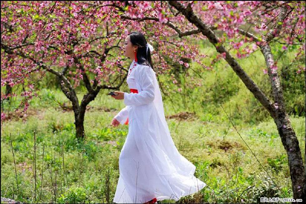 【春天，广西桂林灌阳县向您发出邀请！】官庄村有个醉美的桃花园 - 游山玩水 - 伊犁生活社区 - 伊犁28生活网 yili.28life.net