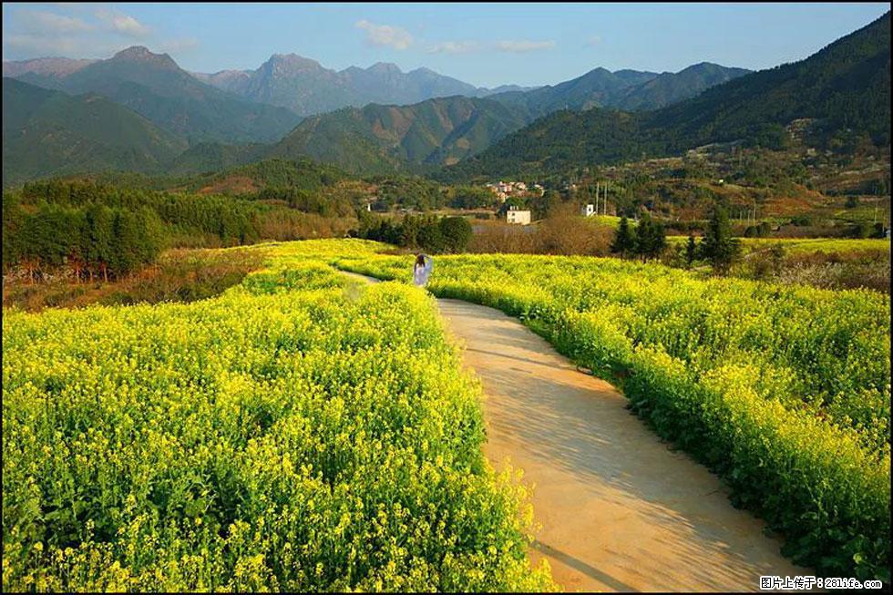【春天,广西桂林灌阳县向您发出邀请!】长坪村油菜盛情花开 - 游山玩水 - 伊犁生活社区 - 伊犁28生活网 yili.28life.net