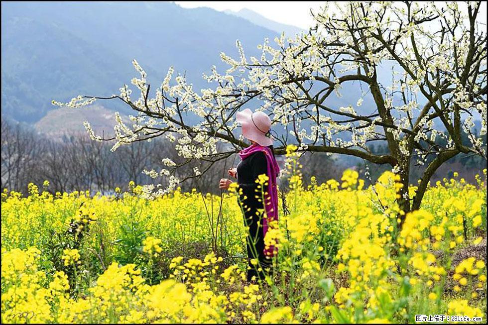 【春天,广西桂林灌阳县向您发出邀请!】长坪村油菜盛情花开 - 游山玩水 - 伊犁生活社区 - 伊犁28生活网 yili.28life.net