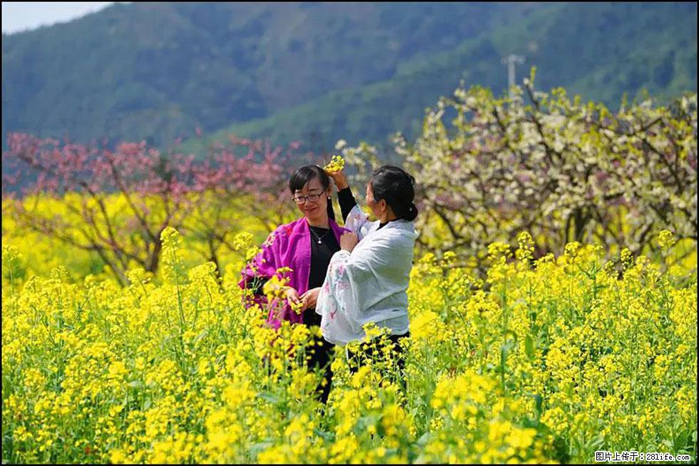 【春天,广西桂林灌阳县向您发出邀请!】长坪村油菜盛情花开 - 游山玩水 - 伊犁生活社区 - 伊犁28生活网 yili.28life.net