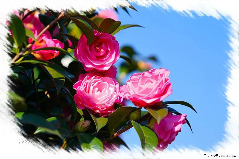【春天，广西桂林灌阳县向您发出邀请！】杨柳井茶花惹人爱 - 游山玩水 - 伊犁生活社区 - 伊犁28生活网 yili.28life.net