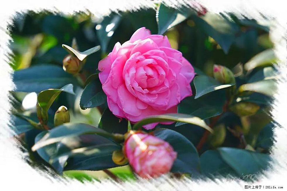 【春天，广西桂林灌阳县向您发出邀请！】杨柳井茶花惹人爱 - 游山玩水 - 伊犁生活社区 - 伊犁28生活网 yili.28life.net