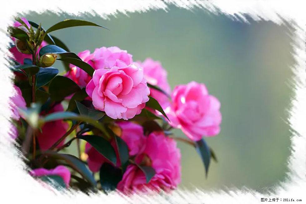 【春天，广西桂林灌阳县向您发出邀请！】杨柳井茶花惹人爱 - 游山玩水 - 伊犁生活社区 - 伊犁28生活网 yili.28life.net
