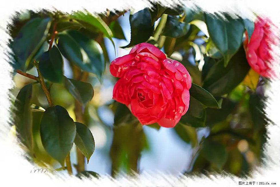 【春天，广西桂林灌阳县向您发出邀请！】杨柳井茶花惹人爱 - 游山玩水 - 伊犁生活社区 - 伊犁28生活网 yili.28life.net