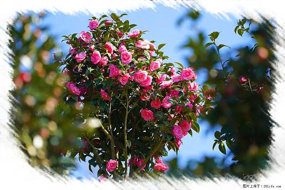 【春天，广西桂林灌阳县向您发出邀请！】杨柳井茶花惹人爱 - 游山玩水 - 伊犁生活社区 - 伊犁28生活网 yili.28life.net