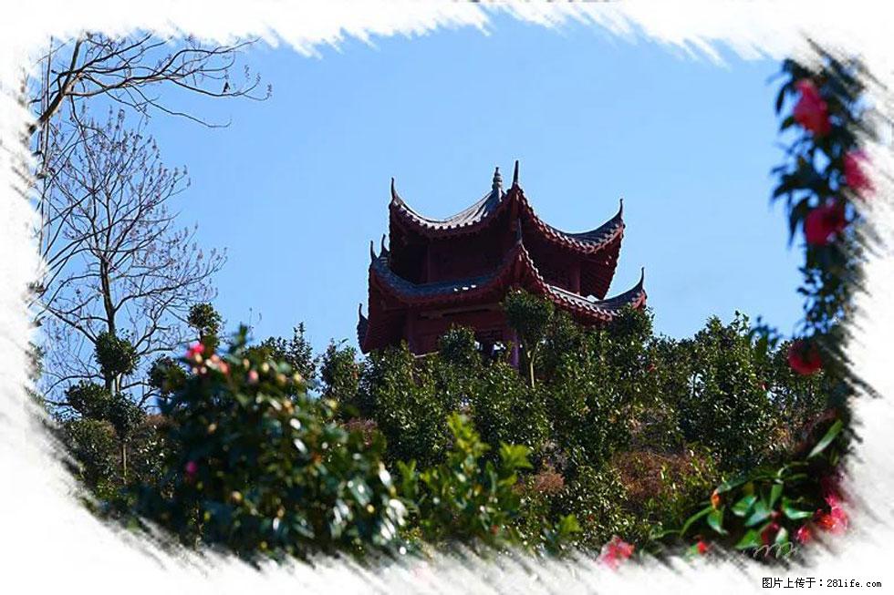 【春天，广西桂林灌阳县向您发出邀请！】杨柳井茶花惹人爱 - 游山玩水 - 伊犁生活社区 - 伊犁28生活网 yili.28life.net