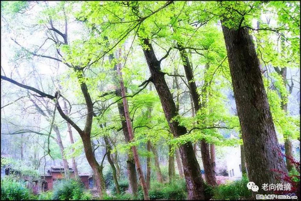 【春天，广西桂林灌阳县向您发出邀请！】在小龙村与春天约会 - 游山玩水 - 伊犁生活社区 - 伊犁28生活网 yili.28life.net