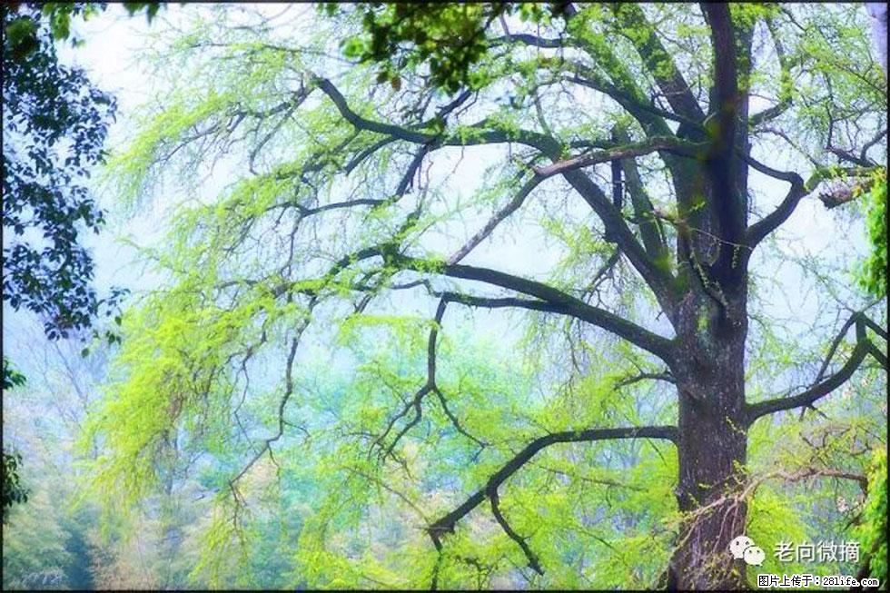 【春天，广西桂林灌阳县向您发出邀请！】在小龙村与春天约会 - 游山玩水 - 伊犁生活社区 - 伊犁28生活网 yili.28life.net