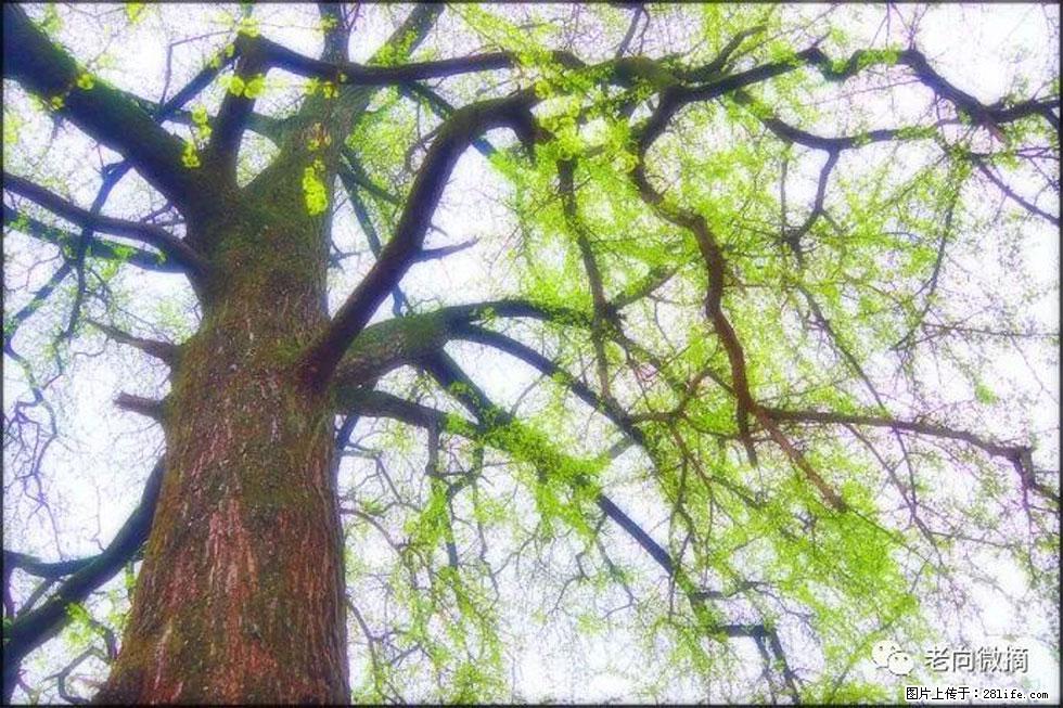 【春天，广西桂林灌阳县向您发出邀请！】在小龙村与春天约会 - 游山玩水 - 伊犁生活社区 - 伊犁28生活网 yili.28life.net