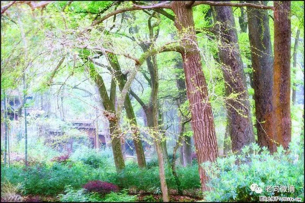 【春天，广西桂林灌阳县向您发出邀请！】在小龙村与春天约会 - 游山玩水 - 伊犁生活社区 - 伊犁28生活网 yili.28life.net