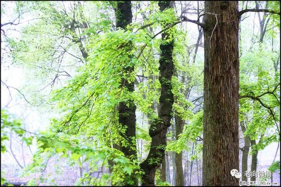 【春天，广西桂林灌阳县向您发出邀请！】在小龙村与春天约会 - 游山玩水 - 伊犁生活社区 - 伊犁28生活网 yili.28life.net