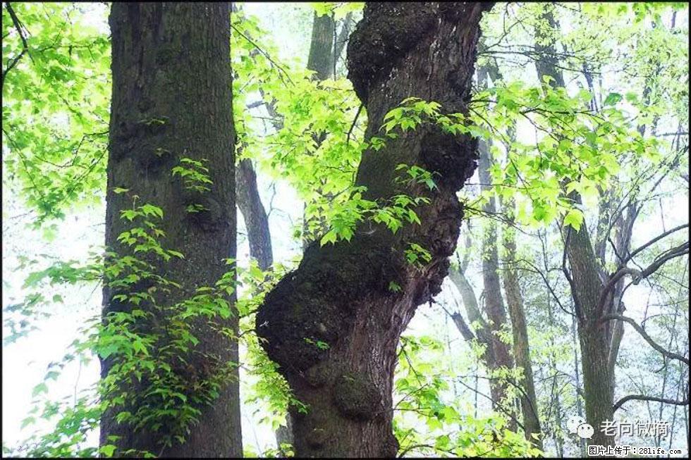 【春天，广西桂林灌阳县向您发出邀请！】在小龙村与春天约会 - 游山玩水 - 伊犁生活社区 - 伊犁28生活网 yili.28life.net