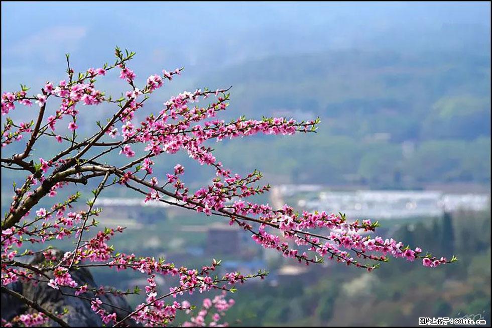 【春天，广西桂林灌阳县向您发出邀请！】望月岭上桃花开 - 游山玩水 - 伊犁生活社区 - 伊犁28生活网 yili.28life.net