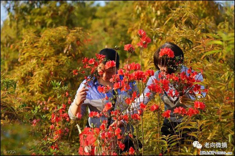 【春天，广西桂林灌阳县向您发出邀请！】登麒麟山，相约映山红 - 游山玩水 - 伊犁生活社区 - 伊犁28生活网 yili.28life.net