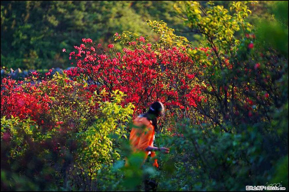 【春天，广西桂林灌阳县向您发出邀请！】春木界上映山红 - 游山玩水 - 伊犁生活社区 - 伊犁28生活网 yili.28life.net