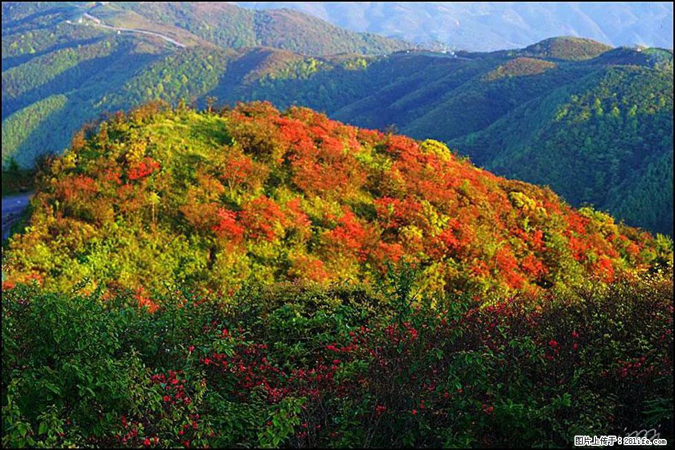 【春天，广西桂林灌阳县向您发出邀请！】春木界上映山红 - 游山玩水 - 伊犁生活社区 - 伊犁28生活网 yili.28life.net