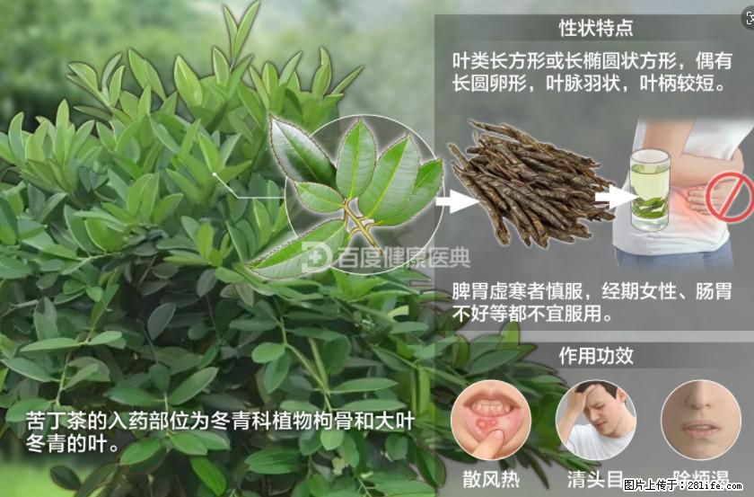 苦丁茶有哪些功效和作用 - 生活百科 - 伊犁生活社区 - 伊犁28生活网 yili.28life.net