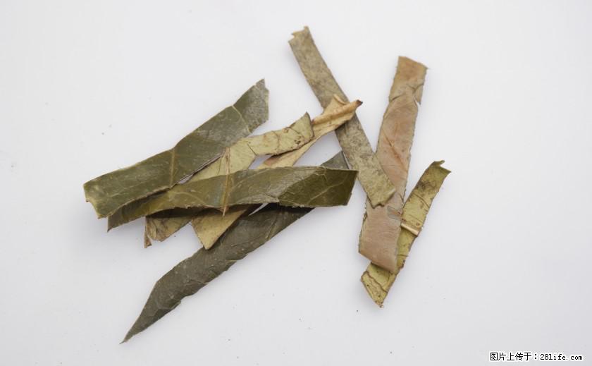 苦丁茶有哪些功效和作用 - 生活百科 - 伊犁生活社区 - 伊犁28生活网 yili.28life.net