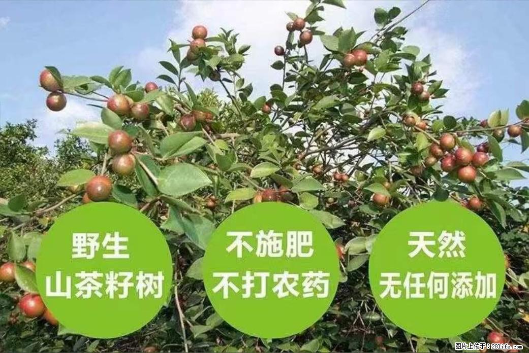 【灌阳县油茶产业示范区】一个有着充实的精神生活的人，对待身外之物自会有一种淡泊的态度 - 美食天地 - 伊犁生活社区 - 伊犁28生活网 yili.28life.net