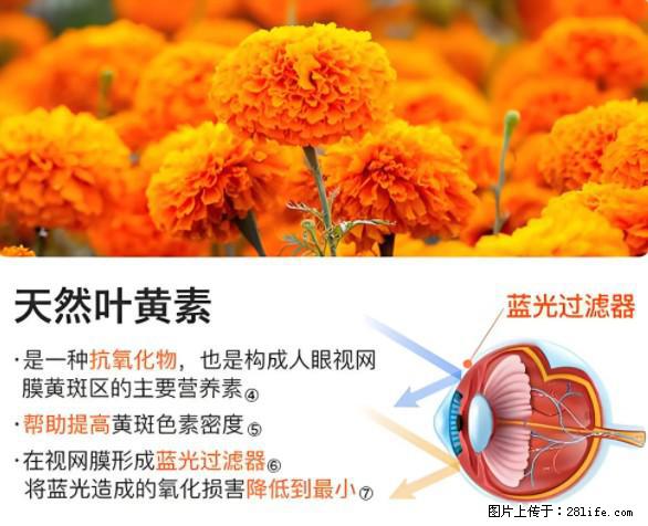 叶黄素有什么功效和作用 - 生活百科 - 伊犁生活社区 - 伊犁28生活网 yili.28life.net