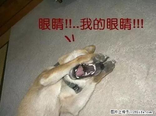 笑癫了！一女的怀孕三年未生，他终于忍不住了... - 娱乐八卦 - 伊犁生活社区 - 伊犁28生活网 yili.28life.net