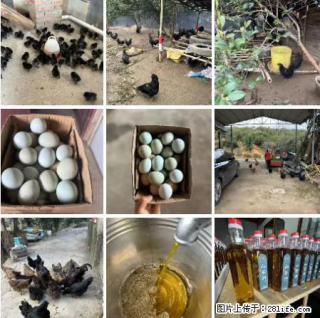 油茶园从小鸡仔开始养起的纯土鸡、土鸡蛋可以预定啦！还有前几天刚榨的纯山茶油哦 - 伊犁28生活网 yili.28life.net