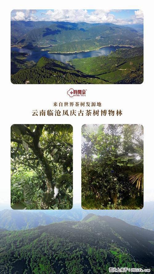 时间果百年古树2025年春红茶 - 购物交流 - 伊犁生活社区 - 伊犁28生活网 yili.28life.net