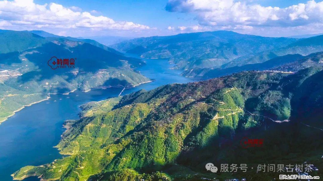 时间果百年古树龙珠普洱生茶 - 购物交流 - 伊犁生活社区 - 伊犁28生活网 yili.28life.net