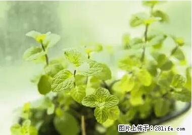 晕车、脚气、牙齿变黄、皮肤粗糙？学会这些三分钟搞定！ - 伊犁生活资讯 - 伊犁28生活网 yili.28life.net