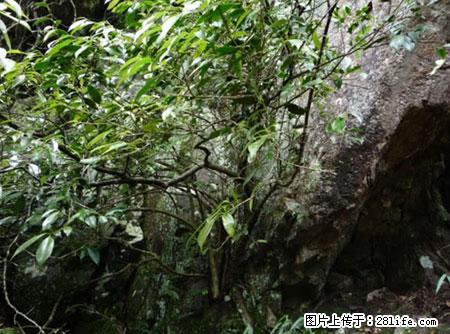 平乐石崖茶，珍贵仅次于金花茶 - 伊犁生活资讯 - 伊犁28生活网 yili.28life.net