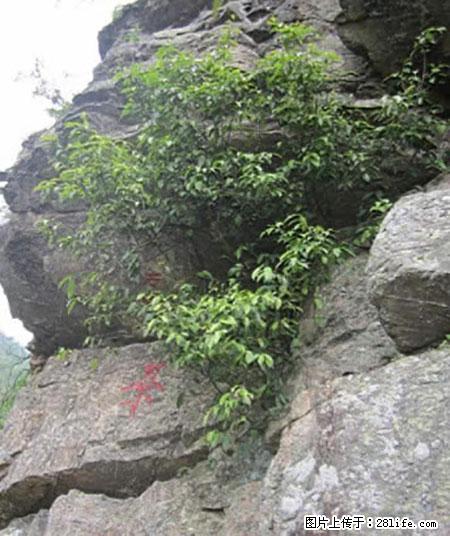 平乐石崖茶，珍贵仅次于金花茶 - 伊犁生活资讯 - 伊犁28生活网 yili.28life.net