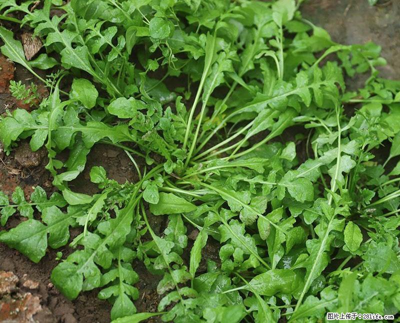 这些蔬菜是“天然钙片”，这6种被医生重点推荐 - 伊犁生活资讯 - 伊犁28生活网 yili.28life.net