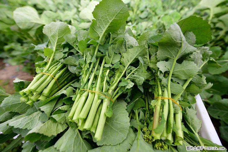 这些蔬菜是“天然钙片”，这6种被医生重点推荐 - 伊犁生活资讯 - 伊犁28生活网 yili.28life.net